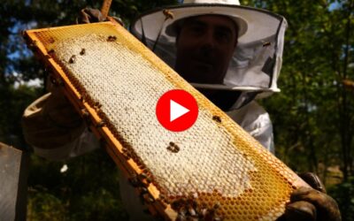 L’avenir de l’apiculture française en débat à l’Assemblée nationale