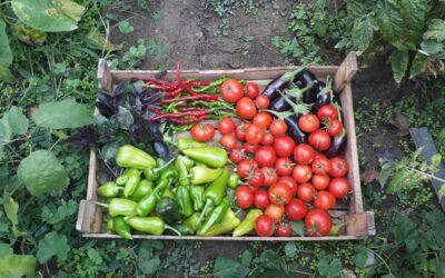 Fusion des aides à l’agriculture biologique : un retour en arrière inacceptable